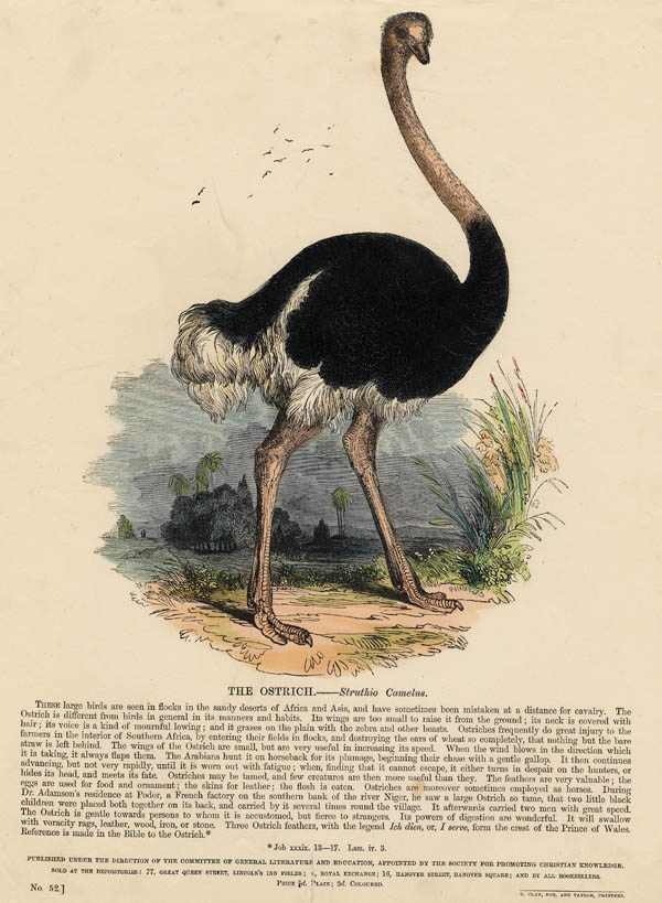 afbeelding van prent The Ostrich - Struthio camelus van nn (Vogel)