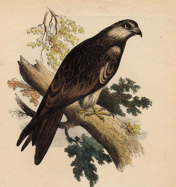 afbeelding van prent The Kite - Milvus Ictinus van nn (Vogel)