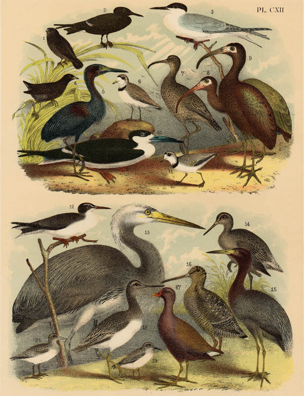 afbeelding van prent Diverse vogelsoorten van nn (Vogel)