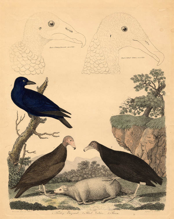 afbeelding van prent Turkey Buzzard, Black Vulture, Raven van A. Lawson naar A. Wilson (Vogel)