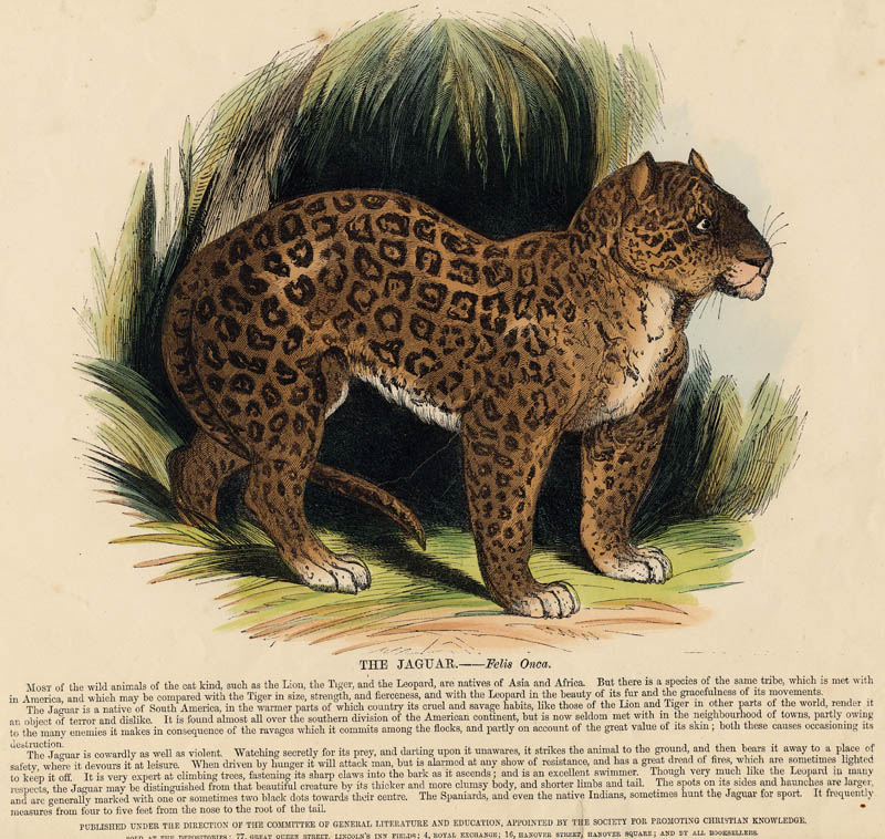 afbeelding van prent The Jaguar - Felis Onca van nn (Kat en katachtige)
