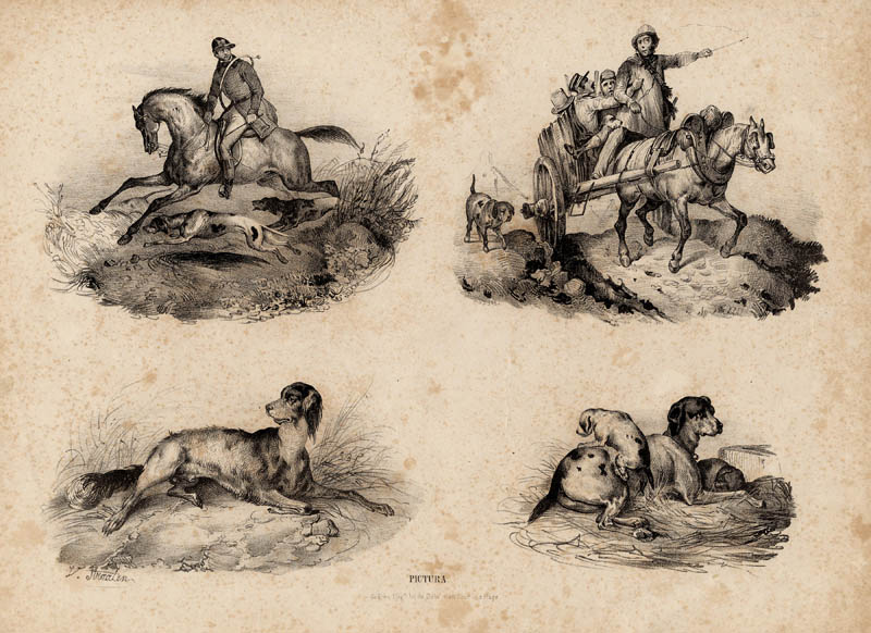 afbeelding van prent Ruiter, paard en wagen, (jacht-) honden van V Straaten (Paard)