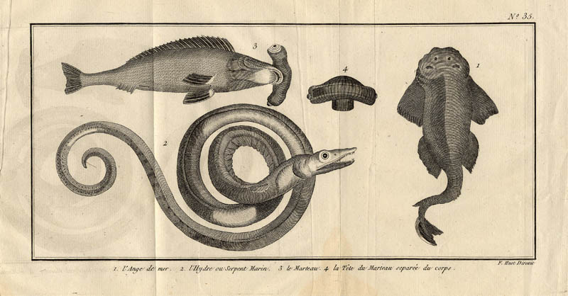 afbeelding van prent l´Ange de mer, l´Hydre ou serpent marin, le marteau, la t�te du marteau separée d van F. Huot (Vis)
