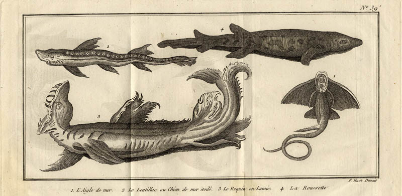 afbeelding van prent l´Aigle de mer, le Lentillac ou Chien de mer étoilé,  le Requin ou lamie, la Rou van F. Huot (Vis)