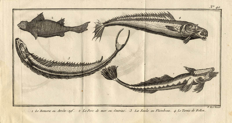 afbeelding van prent Le Remore ou arrete-nef, le porc de mer ou centrine, la faulx ou flambeau, la taenia de bellon van F. Huot (Vis)