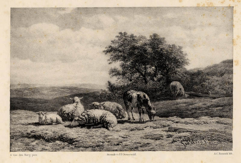 afbeelding van prent Schapen op de heide van A.C. Nunnink, naar S. van den Berg (Schaap)