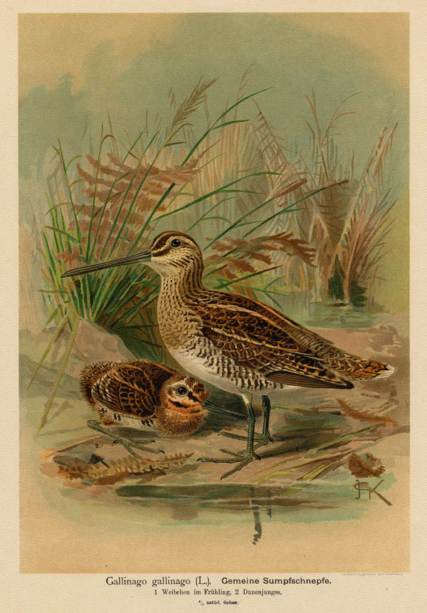 afbeelding van prent Gallinago gallinago, gemeine Sumpfschnepfe van F.E. Köhler (Vogel)