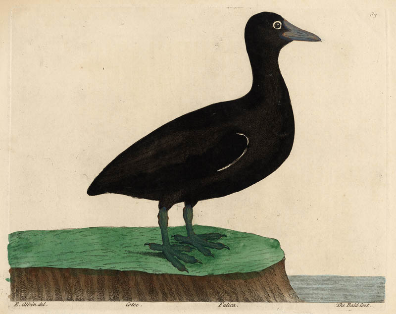 afbeelding van prent Cotee Fulica The Bald Coot van Eleazar & Elisabeth Albin (Vogel)