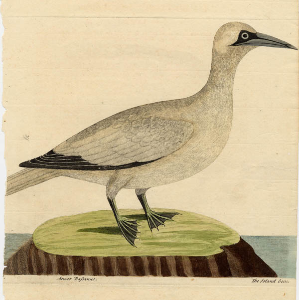 afbeelding van prent Anser Bassanus, The Soland Goose van Eleazar & Elisabeth Albin (Vogel)