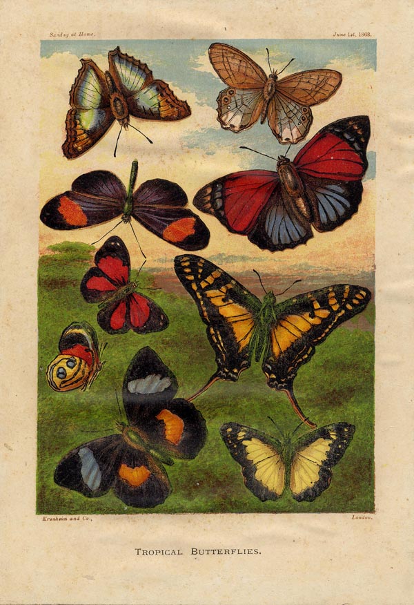 afbeelding van prent Tropical butterflies van nn
