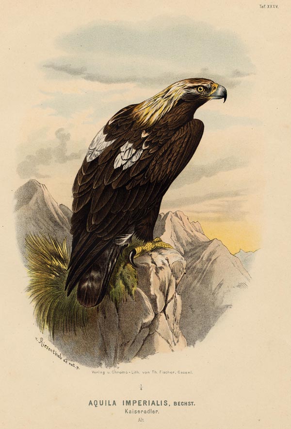 afbeelding van prent Aquila Imperialis, Kaiseradler van nn