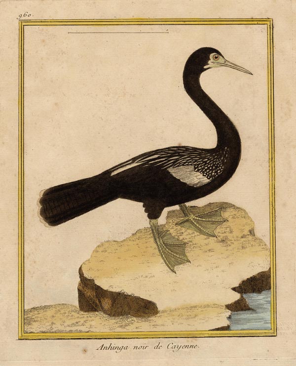 afbeelding van prent Anhinga noir de Cayenne van Francois-Nicolas Martinet (Vogel)