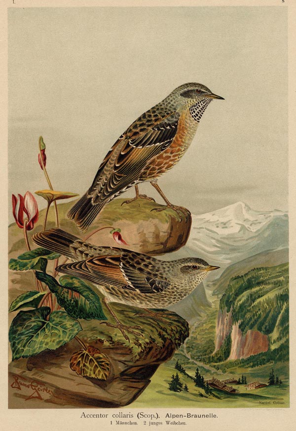 afbeelding van prent Accentor collaris (Scop.), Alpen-Braunelle van Bruno Geisler (Vogel)