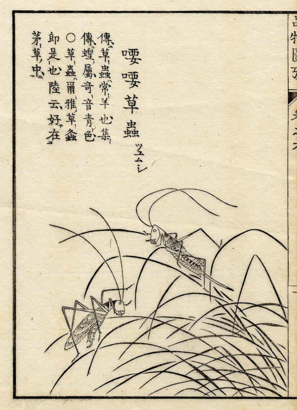afbeelding van prent Boek der Liederen / Mao shi pin wu tu kao, krekel van nn (Insect)