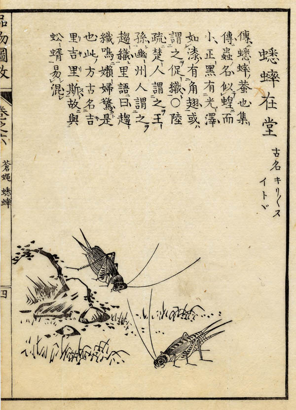 afbeelding van prent Boek der Liederen / Mao shi pin wu tu kao, krekels van nn (Insect)