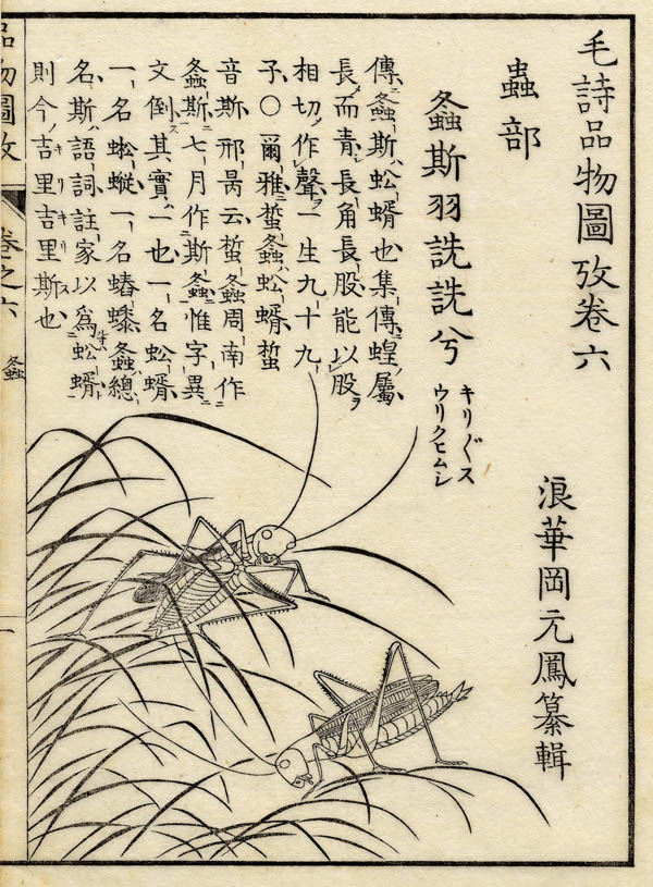 afbeelding van prent Boek der Liederen / Mao shi pin wu tu kao, krekels  van nn (Insect)