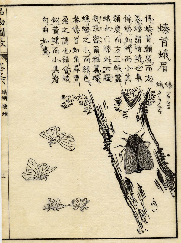 afbeelding van prent Boek der Liederen / Mao shi pin wu tu kao, tor van nn (Insect)