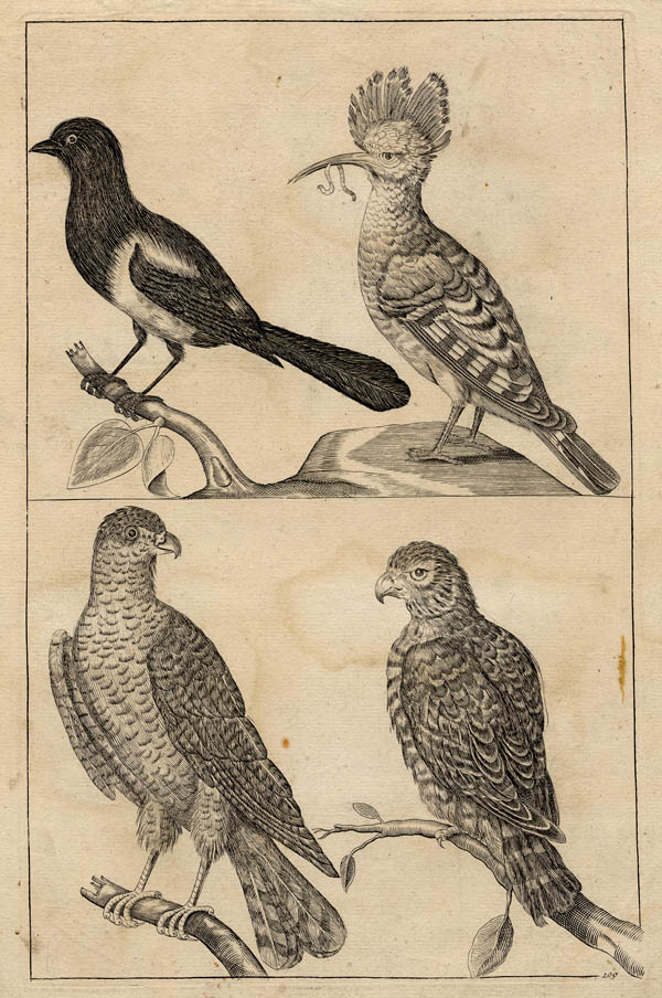 afbeelding van prent Ekster, hop, twee roofvogels van Crispijn van de Passe de Jonge (Vogel)