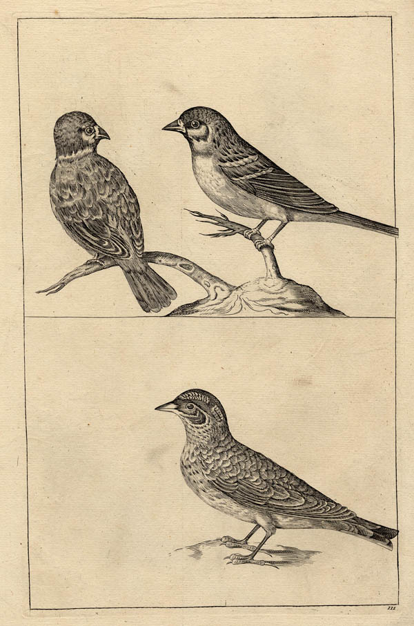 afbeelding van prent Mussen van Crispijn van de Passe de Jonge (Vogel)