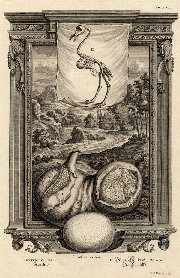 afbeelding van prent Vogelskelet, vogelei van I.A. Friderich (Vogel)
