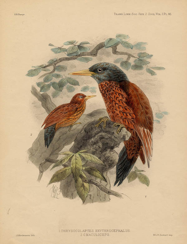 afbeelding van prent Chrysocolaptes Erythrocephalus, C. Maculiceps van J.G. Keulemans (Vogel)