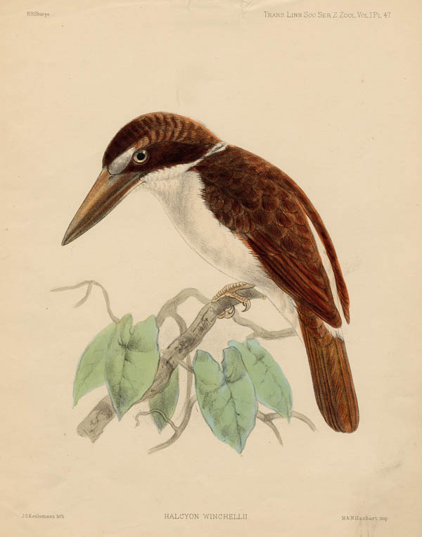 afbeelding van prent Halcyon Winchellii van J.G. Keulemans (Vogel)