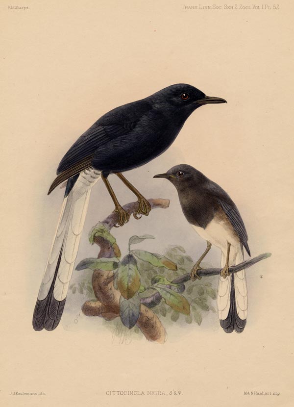afbeelding van prent Cittocincla nigra van J.G. Keulemans (Vogel)