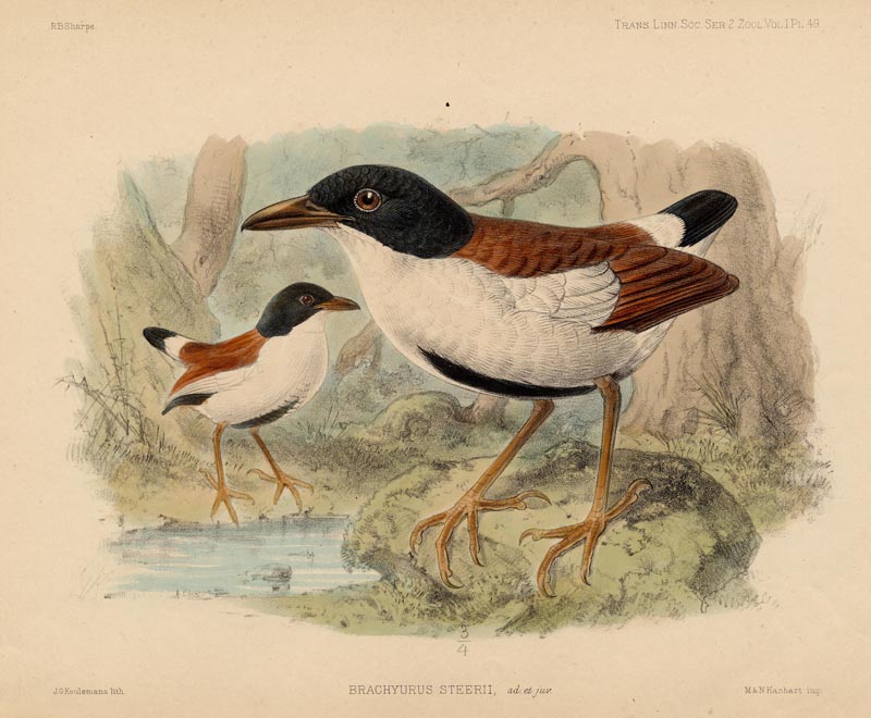 afbeelding van prent Brachyurus Steerii van J.G. Keulemans (Vogel)