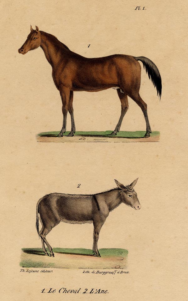 afbeelding van prent Le cheval, l´ane (paard, ezel) van G.P. vanden Burggraaff (Paard)