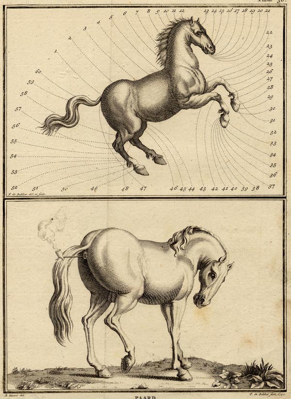 afbeelding van prent Paard van F. de Bakker naar B. Picart (Paard)