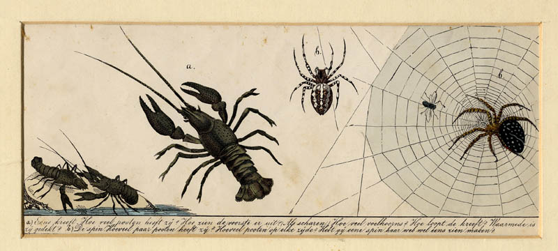 afbeelding van prent Kreeften en spin van nn (Algemeen, Spin, )