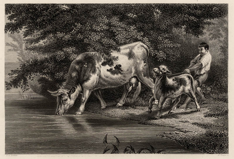 afbeelding van prent Die Tränke (drinkende koeien) van W. French naar Rosa Bonheur (Koe)