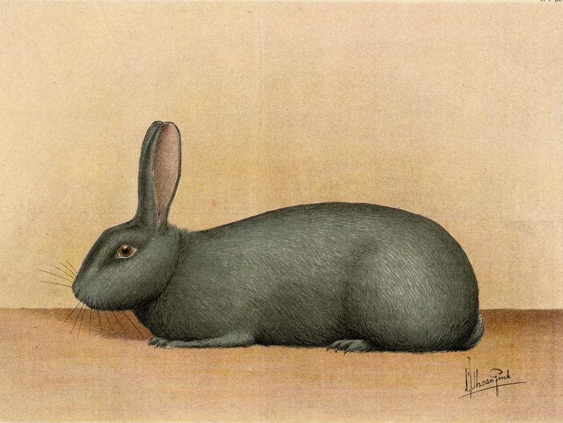 afbeelding van prent Blauw Weener konijn van van Gink (Konijn, )
