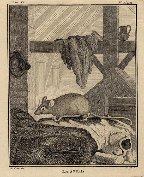 afbeelding van prent La souris (de muis) van De Seve