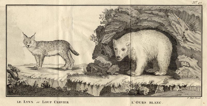 afbeelding van prent Le lynx ou loup cervier, l´Ours blanc van F.Huot (Beer, )