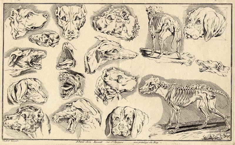 afbeelding van prent Tekenstudies van hondenkoppen van Jean-Baptiste Oudry (Hond)