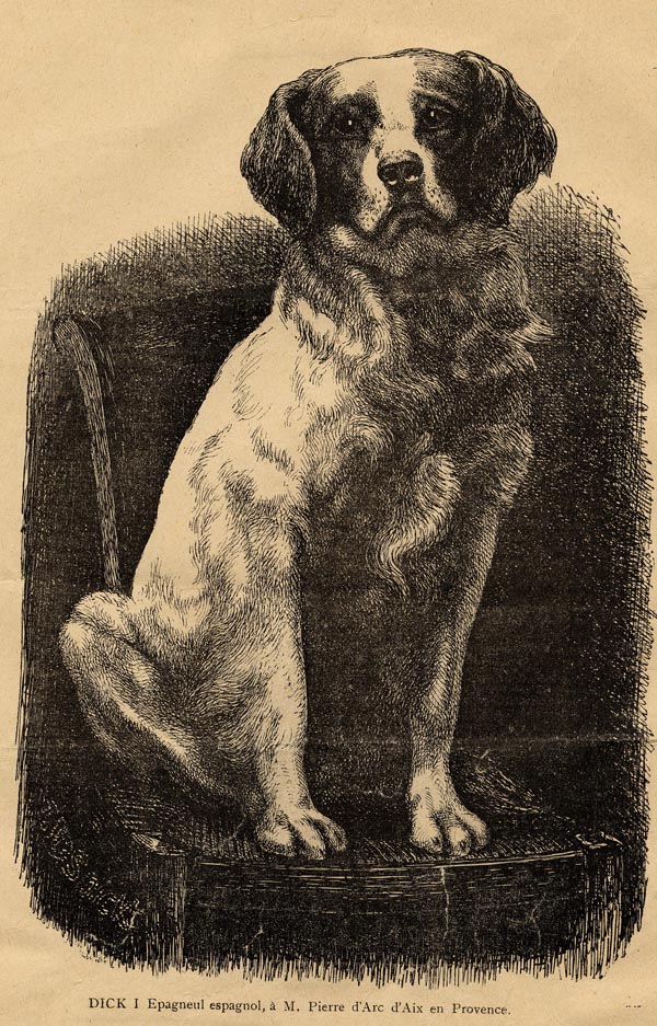 afbeelding van prent Epagneul espagnol / spaanse spaniël van Henri Adrien graaf van Bylandt (Hond)