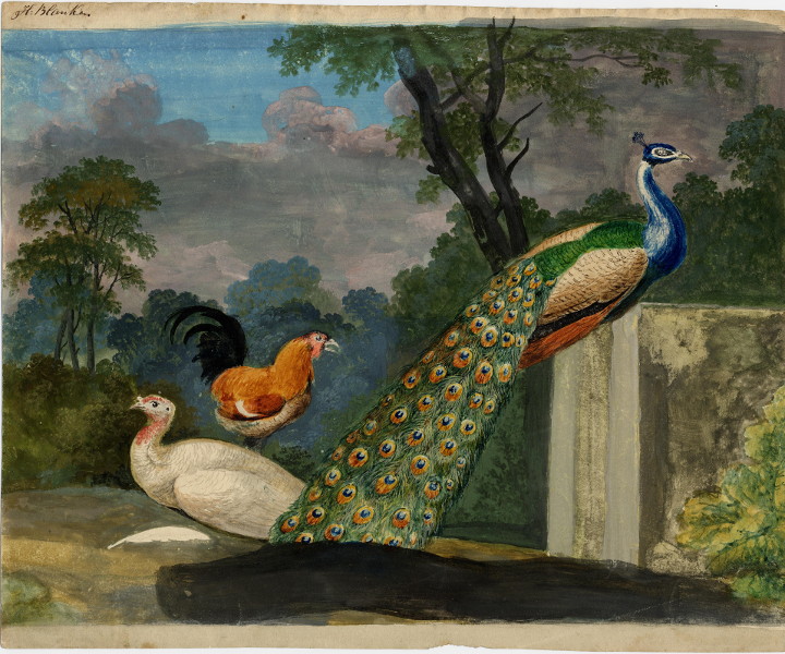afbeelding van prent Pauwen en fazant van Hendrik Blanken (Vogel, )