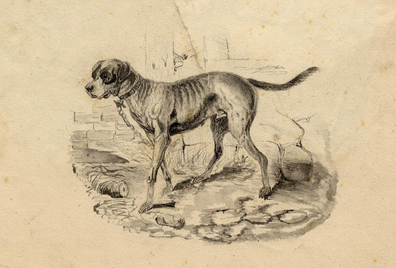 afbeelding van prent Hond aan de ketting van nn (Hond, )