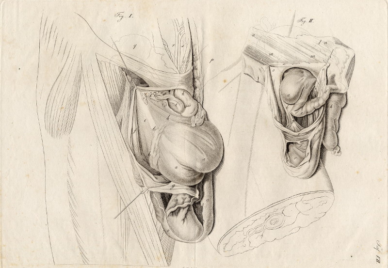 afbeelding van prent Anatomische prent van Johann Friedrich Schröter (Geneeskunde, )