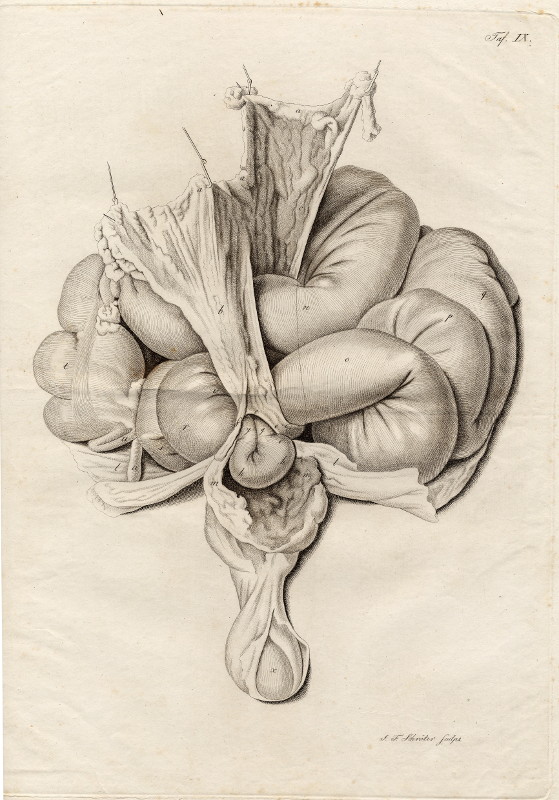 afbeelding van prent Anatomische prent van de darmen van Johann Friedrich Schröter (Geneeskunde, )