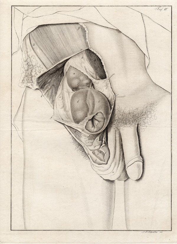 afbeelding van prent Anatomische prent van mannelijk geslachtsorgaan van Johann Friedrich Schröter (Geneeskunde, )