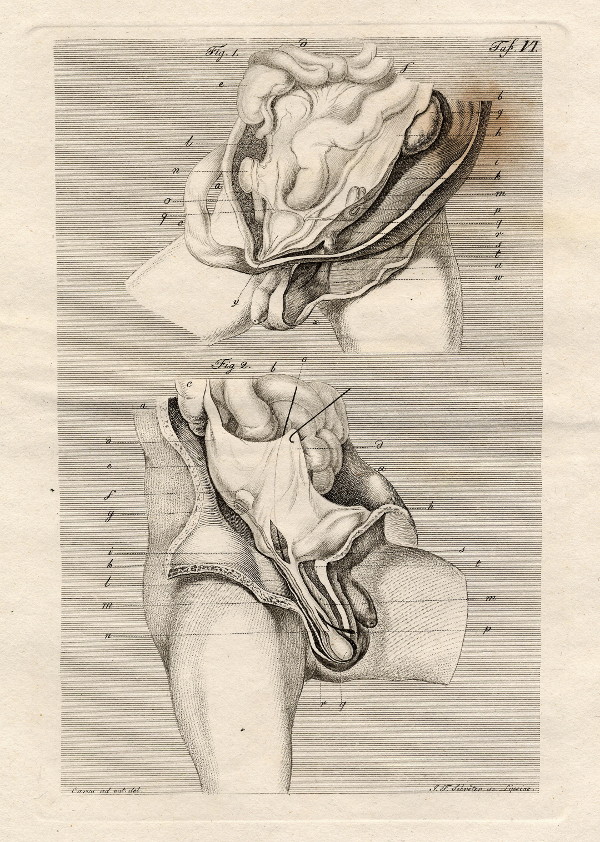 afbeelding van prent Anatomische prent van mannelijk geslachtsorgaan van Johann Friedrich Schröter (Geneeskunde, )