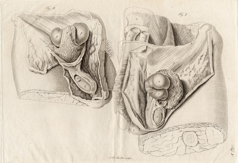 afbeelding van prent Anatomische prent van mannelijk geslachtsorgaan van Johann Friedrich Schröter (Geneeskunde, )