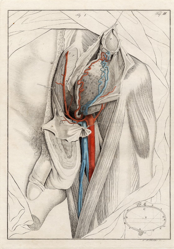 afbeelding van prent Anatomische prent van mannelijk geslachtsorgaan van Johann Friedrich Schröter (Geneeskunde, )