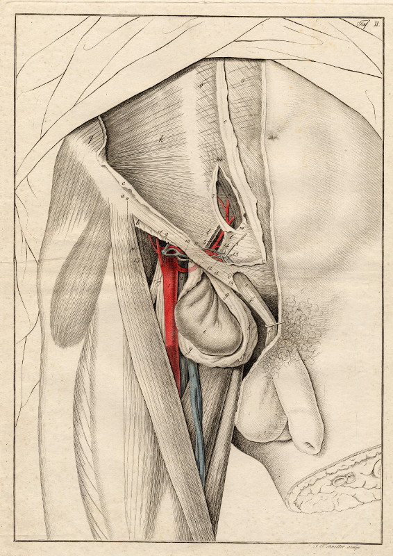 afbeelding van prent Anatomische prent van mannelijk geslachtsorgaan van Johann Friedrich Schröter (Geneeskunde, )