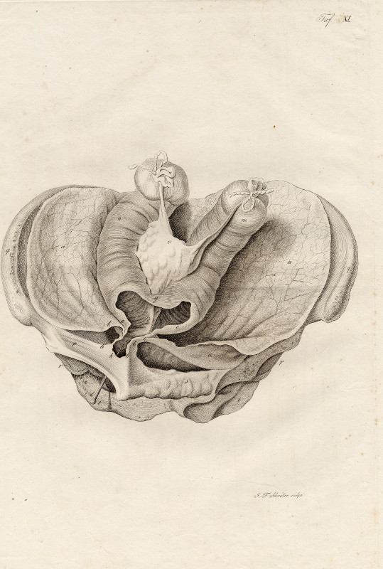 afbeelding van prent Anatomische prent van Johann Friedrich Schröter (Geneeskunde, )