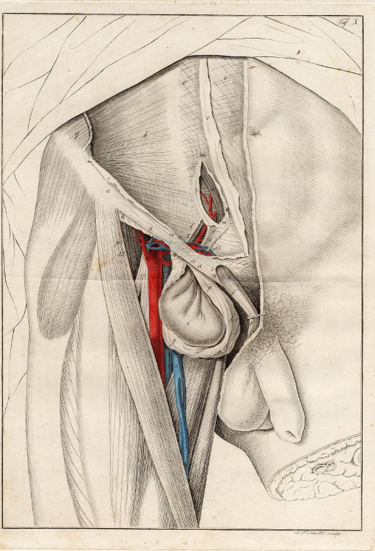 afbeelding van prent Anatomische prent van mannelijk geslachtsorgaan van Johann Friedrich Schröter (Geneeskunde, )