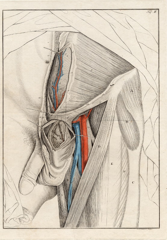 afbeelding van prent Anatomische prent van mannelijk geslachtsorgaan van Johann Friedrich Schröter (Geneeskunde, )