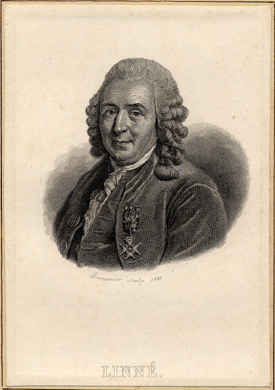 afbeelding van prent Linné van Bertonnier (wetenschappers, )